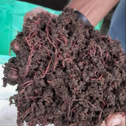 Natural Compost Fertilizer