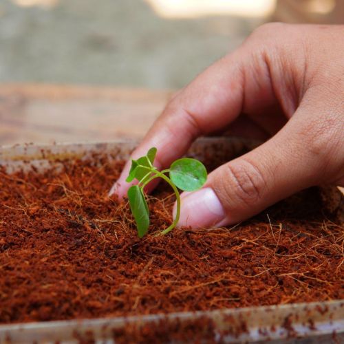 Coco Peat Farming